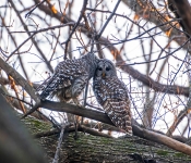 LoveBirds001 DeNoiseAI